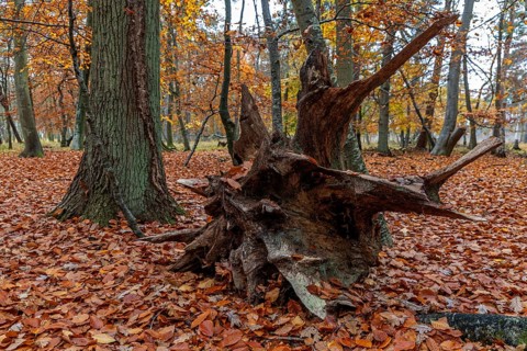 Autumn forest, autumn-colored trees, old tree stump, Easter forest, Zingst, Fischland-Darß-Zingst,