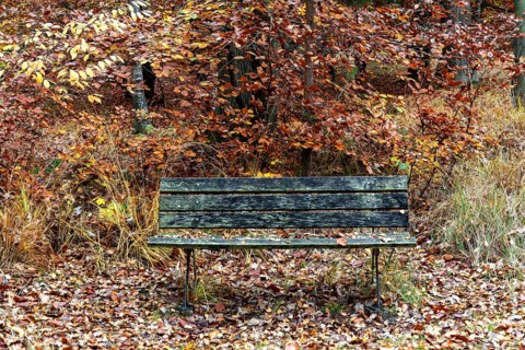 Old wooden bench stands in autumn forest, Osterwald, Zingst, Fischland-Darß-Zingst, Western