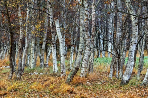Birch forest, autumn coloured birch trees (Betula), Osterwald, Zingst, Fischland-Darß-Zingst,