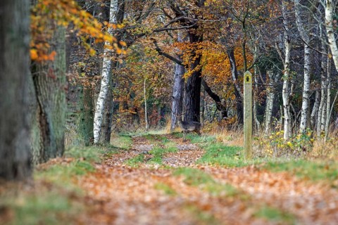 Deer (Cervidae) standing on a forest path, Osterwald, Zingst, Fischland-Darß-Zingst, Western