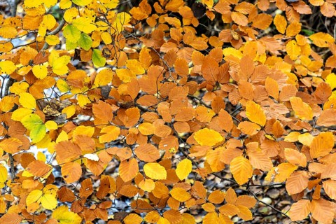 Autumn leaves, autumn-colored leaves, Osterwald, Zingst, Fischland-Darß-Zingst, Western Pomerania