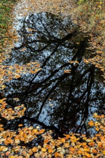 Trees reflect in moor water, autumn leaves swim on moor water, Osterwald, Zingst,
