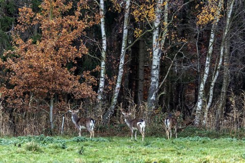 Deer (Cervidae) standing at the edge of the forest in front of birch trees, Osterwald, Zingst,