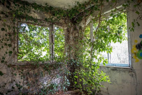 Room overgrown with plants, dilapidated plant of a former agricultural production cooperative of