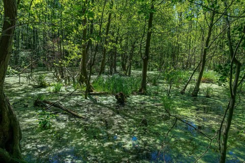 Moor and swamp landscape in the forest area near Wannsee near Berlin