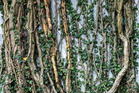 Ivy grows on old house wall, dilapidated plant of a former agricultural production cooperative of