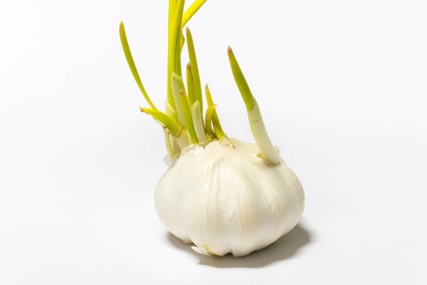 Garlic with short green sprouts that grow in different directions