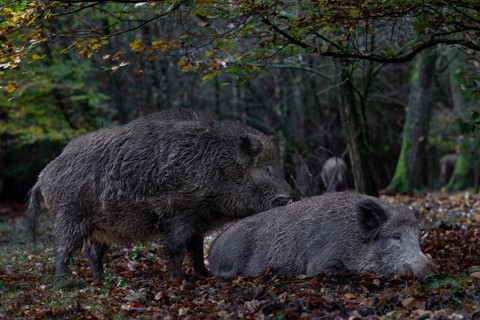 It is mating season for wild boar (Sus scrofa) and the boar dares to make an approach to a resting
