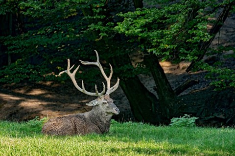 Capital adult red deer (Cervus elaphus) with large antlers, top dog resting after a mud bath,