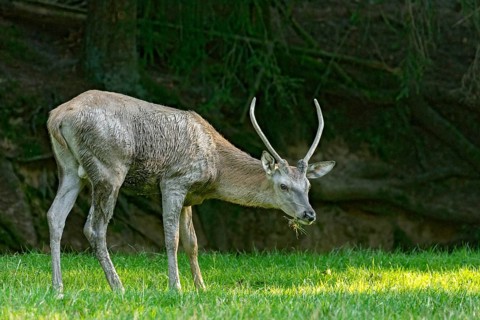 Juvenile red deer (Cervus elaphus), eating grass, grazing, after mud bath, wallow, in a meadow of a