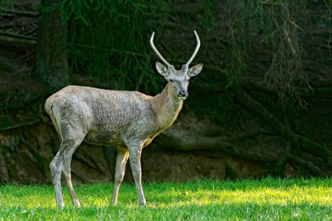 Juvenile red deer (Cervus elaphus), standing after a mud bath, wallow, on a meadow in a forest