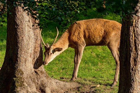 Juvenile red deer (Cervus elaphus) rubbing its horns, antlers on a tree at the edge of the forest,