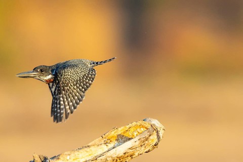 Giant kingfisher (Alcedo atthis) Zambia August