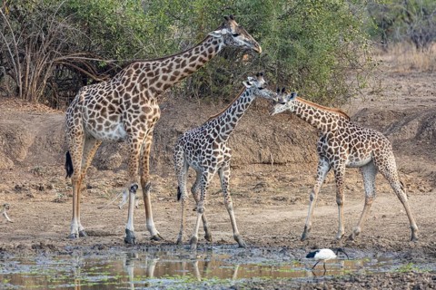 Thornicroft giraffe (Giraffa camelopardalis thornicrofti) lungwa river valley Zamia August
