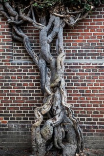 Giant ivy (Hedera helix), in front of a brick wall, Hanseatic city of Stralsund, Baltic Sea,