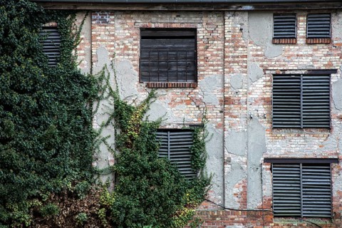 Dilapidated building wall covered with ivy, Hanseatic City of Stralsund, Baltic Sea,