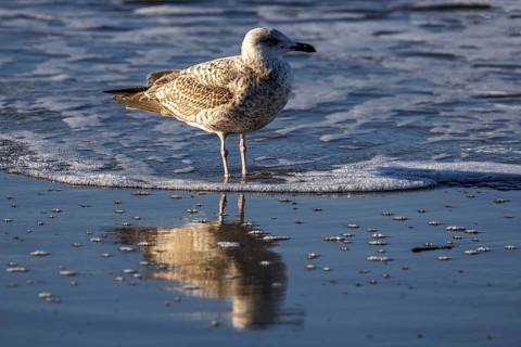 Herring gull (Larus argentatus), on the beach, reflected in the water, Fischland-Darß-Zingst,