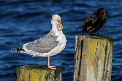 Cormorant (Phalacrocorax carbo) and gull (Larinae) sitting on groynes, Fischland-Darß-Zingst,