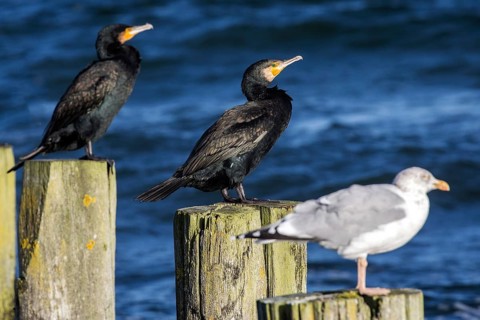 Cormorants (Phalacrocorax carbo) and gulls (Larinae) sitting on groynes, Fischland-Darß-Zingst,