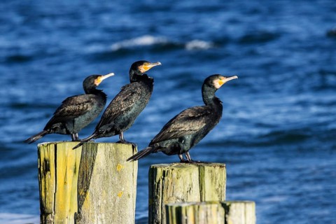 Cormorants (Phalacrocorax carbo) on groynes, Fischland-Darß-Zingst, Baltic Sea, Mecklenburg-Western