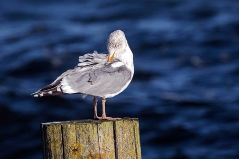 Seagull (Larinae) sitting on a groyne, Fischland-Darß-Zingst, Baltic Sea, Mecklenburg-Western