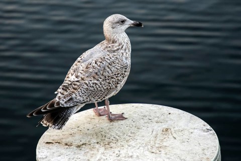 Herring Gull (Larus argentatus), sitting on a groyne, Fischland-Darß-Zingst, Baltic Sea,