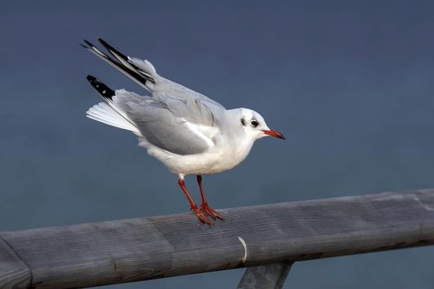 Black-headed gull (Chroicocephalus ridibundus), sitting on a railing, Fischland-Darß-Zingst, Baltic