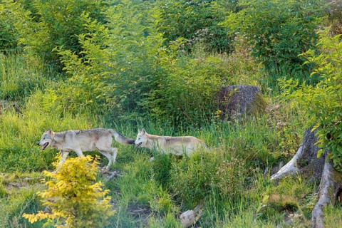 Two timber wolves (Canis lupus lycaon) run through dense green vegetation in a clearing on a sunny