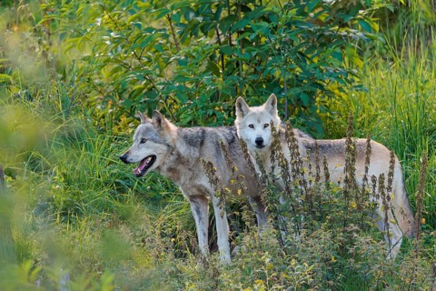 Two timber wolves (Canis lupus lycaon) stand on a sunny day in dense green vegetation in a clearing