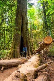Tourist standing on fallen log admiring giant hollow redwood tree in lush green forest, showcasing