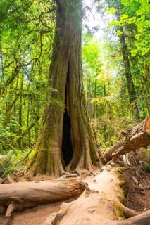 Sunlight filtering through the canopy highlights a majestic western red cedar with a hollow trunk,