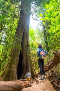 Tourists admiring the breathtaking view of giant trees in cathedral grove, a renowned natural