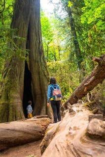 Mother and child exploring a giant hollow redwood tree in cathedral grove forest on vancouver