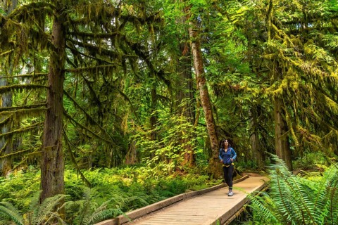 Female tourist hiking along a wooden footpath surrounded by towering moss covered trees and ferns