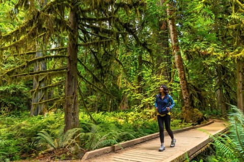 Female hiker enjoying a walk on a wooden path through the beautiful, moss covered trees of