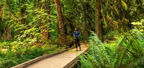 Female tourist walking along a wooden footbridge, surrounded by lush ferns and towering moss