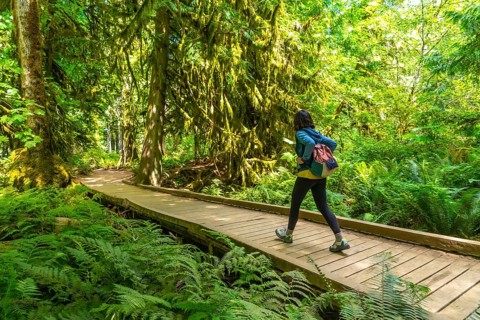 Female tourist walking along a wooden footbridge in the lush rainforest of cathedral grove,