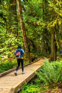 Female hiker walking along a wooden path through lush ferns and moss covered trees in the serene
