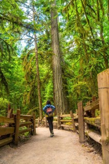Female tourist walking along a path in cathedral grove forest on vancouver island, surrounded by