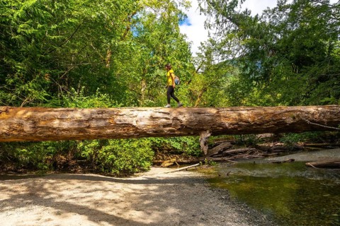 Female hiker navigating a large fallen log over a shallow creek in the serene cathedral grove