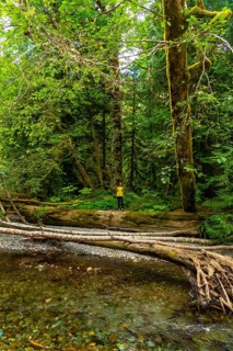 Female hiker standing on a fallen log, admiring the pristine beauty of cathedral grove on vancouver