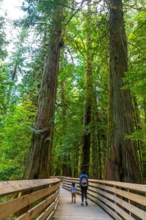Mother and child walking on wooden elevated path, enjoying majestic ancient trees in lush green