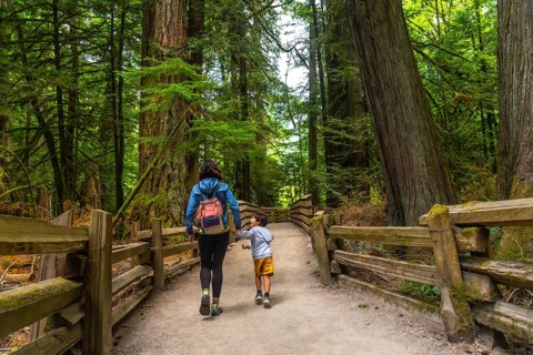 Mother and son holding hands while walking down a wooden trail in a majestic redwood forest,
