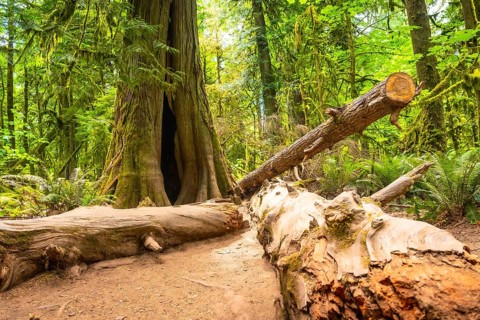 Sunlight filtering through a lush green canopy illuminates a fallen log and a giant tree with a