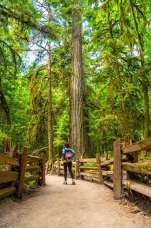 Tourist with backpack walking on a gravel path and admiring the giant trees of cathedral grove in