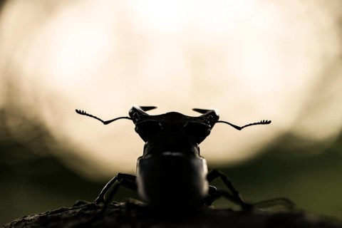 Stag beetle (Lucanus cervus), adult imago, silhouette against light background, dam