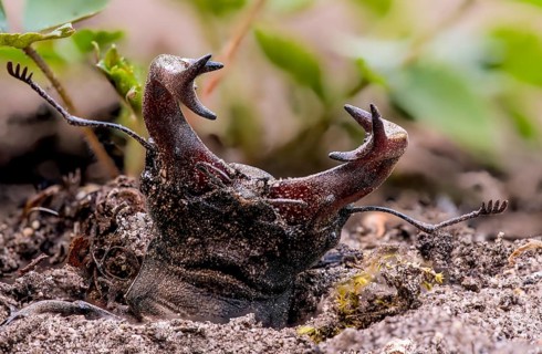 Stag beetle (Lucanus cervus), adult imago hatching from the ground, vegetable garden, Damme, Lower