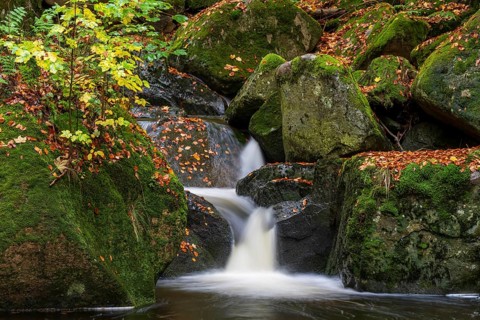 Water from the Ilse flows over mossy rocks in a picturesque forest, surrounded by autumn colors,