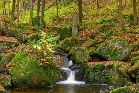A clear waterfall of the Ilse surrounded by moss-covered rocks in an autumnal forest, Ilsetal, Harz