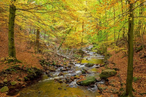 The river Ilse in the Harz National Park flows through an autumn forest with intensive moss growth,